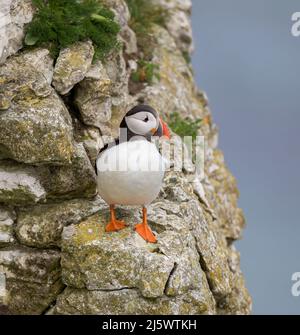 Puffin (Fratercola arctica) su un Clifftop Foto Stock