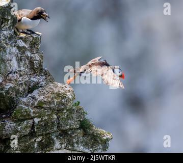 Puffin (Fratercola arctica) saltando da un Clifftop Foto Stock