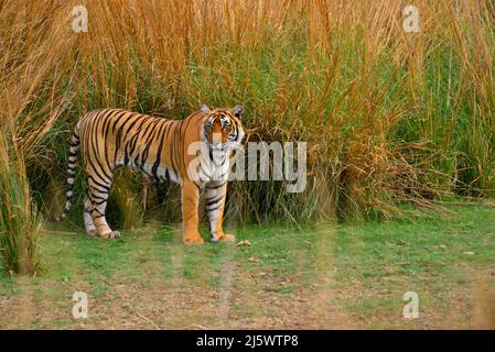 Tigre di Bengala al Parco Nazionale di Ranthambhore in Rajasthan, foto d'archivio dell'India Foto Stock