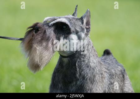 Ritratto in miniatura di Schnauzer in uno spettacolo di cani Foto Stock