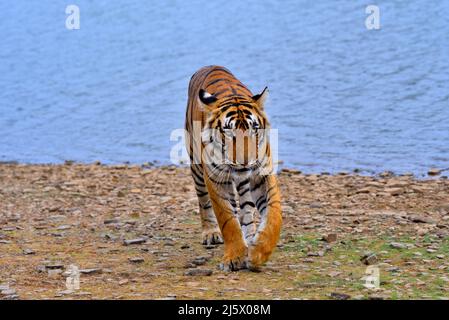 Tigre di Bengala al Parco Nazionale di Ranthambhore in Rajasthan, foto d'archivio dell'India Foto Stock