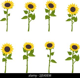 Set di fiori di girasole con petali gialli e semi maturi scuri, piante isolate su steli con foglie. Elemento natura per decorazione e design, regalo di vacanza. Illustrazione piatta vettoriale Illustrazione Vettoriale