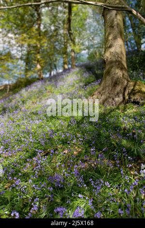 Bluebells in un bosco con luce del sole in macchie Foto Stock