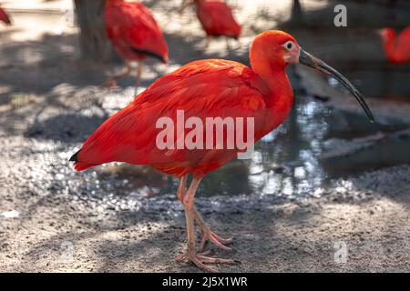 Primo piano, ibis rosso in libertà su uno sfondo sfocato. Foto Stock