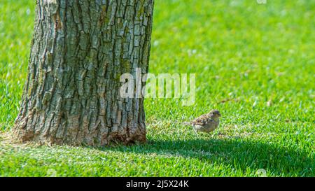 Sparrow alla ricerca di cibo tra l'erba Foto Stock