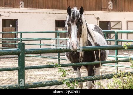 Un bel cavallo di purosangue in una riserva naturale o in una fattoria. Foto Stock