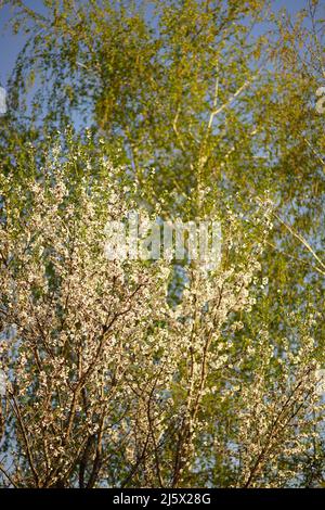 Albero di mandorle in fiore e betulla con foglie verdi giovani. Foto Stock