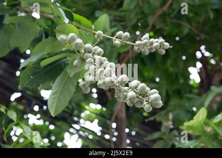 Verde Terminalia catappa, mandorle tropicali unmature crescere sull'albero in Thailandia Foto Stock