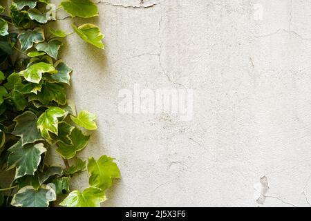 Astratto pianta parete sfondo, la pianta verde su grunge vecchia casa muro con spazio copia Foto Stock