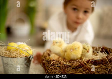 Bambino carino a casa con piccoli pulcini neonato, godendo, ragazzo carino e amico animale in una stanza soleggiata Foto Stock