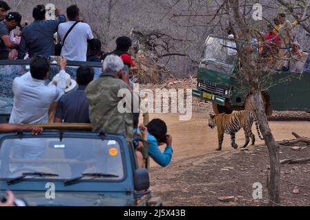 Tigre bengala ottenere fotografato dalla gente in una foto di scorta della jeep Foto Stock