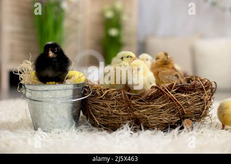 Piccoli pulcini neonati in un nido, simpatici uccelli neonati in una stanza soleggiata Foto Stock