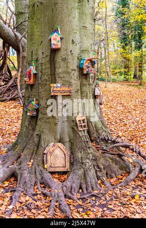 Un albero delle fate in autunno sul sentiero delle fate nei boschi a Roundhay Park, Leeds, Yorkshire, Inghilterra Regno Unito Foto Stock
