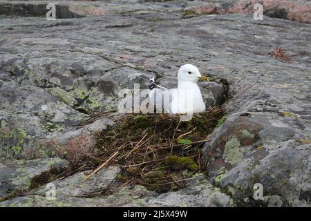 Gull comune, Larus canus, seduta in nido e incubazione uova. Il nido è fatto di muschio e di materiale vegetale secco in una piccola fessura di roccia vicino alla riva. Foto Stock