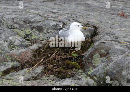 Gull comune, Larus canus, seduta in nido e incubazione uova. Il nido è fatto di muschio e di materiale vegetale secco in una piccola fessura di roccia vicino alla riva. Foto Stock