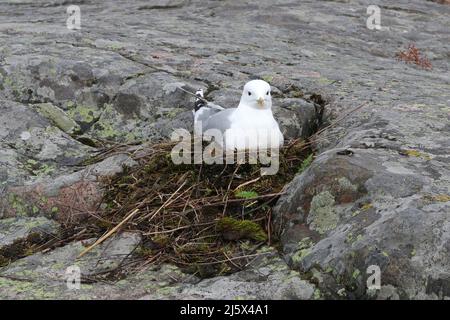 Gull comune, Larus canus, seduta in nido e incubazione uova. Il nido è fatto di muschio e di materiale vegetale secco in una piccola fessura di roccia vicino alla riva. Foto Stock