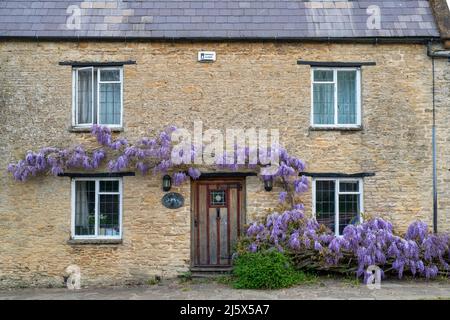 Wisteria floribunda. Glicine giapponese all'esterno del cottage di Wisteria nel villaggio di Aynho, Northamptonshire del Sud, Inghilterra Foto Stock