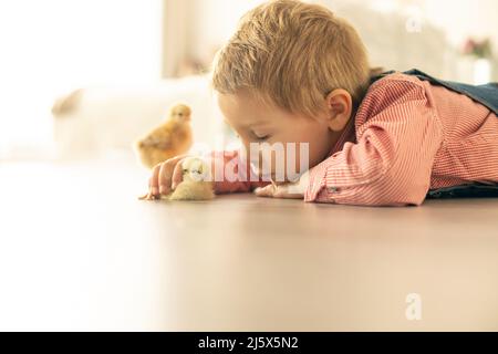 Bambino carino a casa con piccoli pulcini neonato, godendo, ragazzo carino e amico animale in una stanza soleggiata Foto Stock