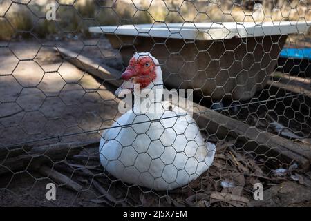 Anatra moscovita bianca rossa vicino a un vecchio bagno - guardando attraverso una recinzione. Foto Stock