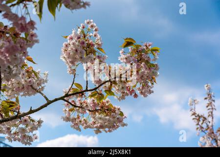 Un albero fiorito di ciliegio che fiorisce in primavera contro un cielo blu. Prunus Shizuka Foto Stock