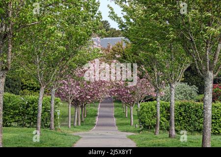 Un arco di fiore rosa contrasta con le foglie verdi degli alberi vicini in un colpo minimalista di un viale di alberi a Central Park, Plymouth Foto Stock