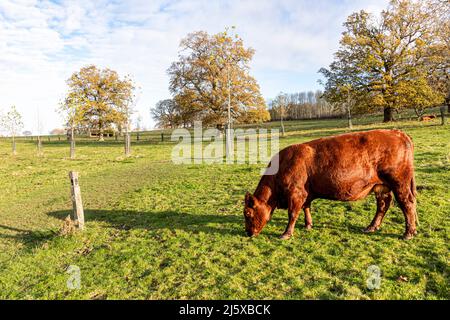 Bestiame al pascolo accanto alle querce in autunno lungo il Cotswold Way National Trail a Stanway, Gloucestershire, Inghilterra Regno Unito Foto Stock