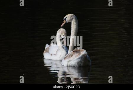 Londra, Inghilterra, Regno Unito. 26th Apr 2022. Un paio di cigni muti nel lago al St James's Park nel centro di Londra. (Credit Image: © Vuk Valcic/ZUMA Press Wire) Foto Stock