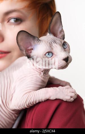 Giocoso cucciolo senza capelli Sphynx che guarda via, seduto su spalla rossa giovane donna. Fuoco selettivo sul gatto domestico di primo piano Foto Stock