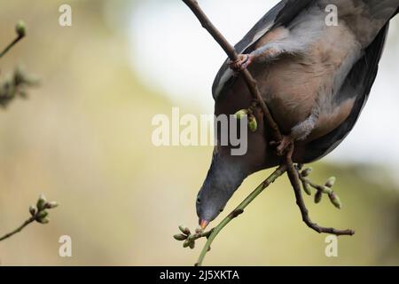 Un piccione della specie Piccione di legno comune, o Columba Palumbus, mangiare boccioli di fiori teneri, tra i rami di un albero in un boschetto nel Parco Guell in B. Foto Stock