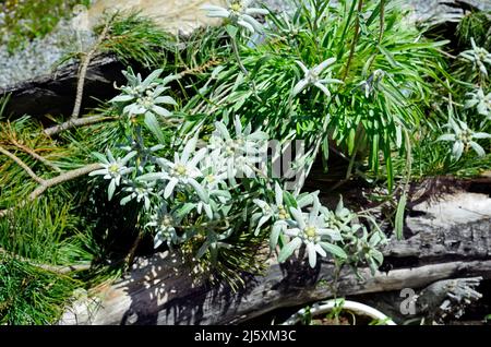 Austria, impianto alpino Edelweiss Foto Stock