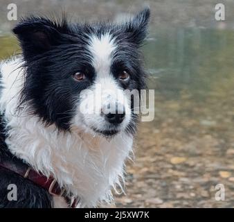 Dale-chan il collie di confine che riposa sulla costa del fiume dopo inseguire quello che potrebbe essere stato piccolo pesce nuoto da. Foto Stock