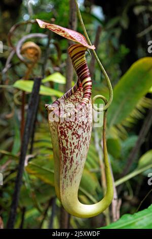 Tropical pianta brocca, verniciato pianta brocca o Burbidge's Pitcher-Plant (Nepenthes burbidgeae), una pianta carnivora a foresta pluviale, Borneo, Malaysia Foto Stock