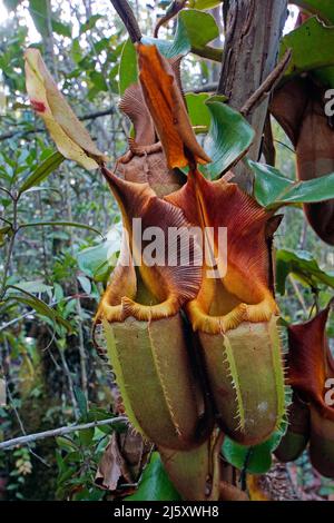 Kannenblatt di Veitch (Nepenthes veitchi), fleischfressende tropische Pflanze im Regenwald, Borneo, Malesia | impianto di caraffa di Veitch (Nepenthes veitc Foto Stock