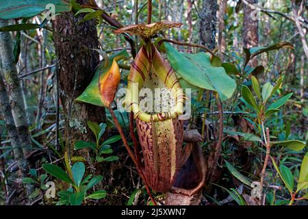 Tropical pianta brocca, verniciato pianta brocca o Burbidge's Pitcher-Plant (Nepenthes burbidgeae), una pianta carnivora a foresta pluviale, Borneo, Malaysia Foto Stock