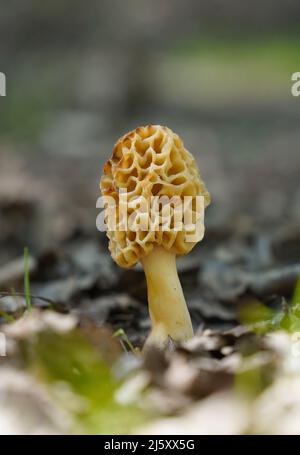 Morella esculenta fungo commestibile. Andalucia, Spagna. Foto Stock