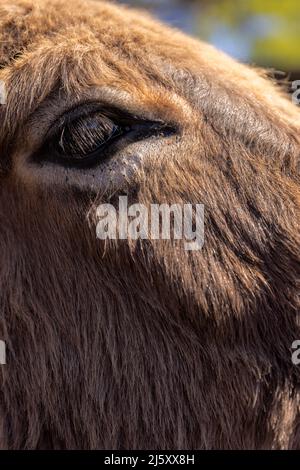 Closeup estremo di una testa di asino. Con dettagli a occhio. Foto Stock