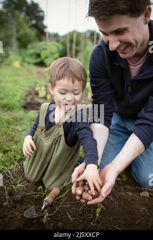 Felice padre e figlio toddler che raccoglie le patate Foto Stock