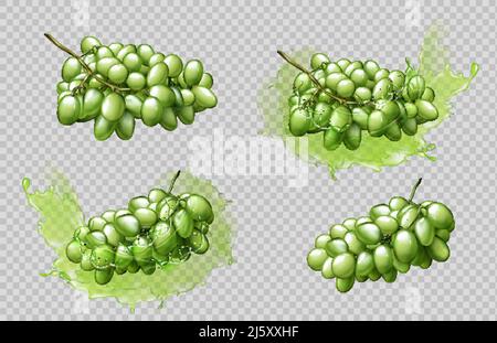 Grappoli d'uva realistici e spruzzi di succo isolati su sfondo trasparente, elementi grafici di bacche verdi per la pubblicità di bevande a base di frutta naturale Illustrazione Vettoriale