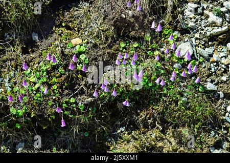 Austria, Tirolo, campanello nano con fiori alpini Foto Stock