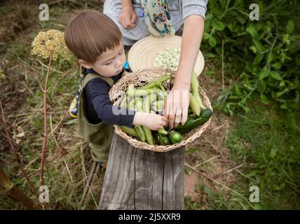 Carino ragazzo toddler che guarda le verdure raccolte Foto Stock