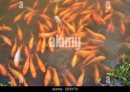 Pesce di Midas Cichlid di colore arancione nel lago d’acqua dolce creato al Giardino Botanico di ho’omaluhia sull’isola di Oahu, Kaneohe, Hawaii, USA Foto Stock