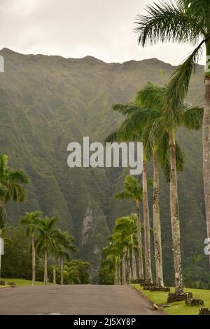 Strada d'ingresso alberata di palme al Parco e cimitero della Valle dei Templi Memorial, montagne Ko'olau sullo sfondo, sull'isola di Oahu, Hawaii, USA Foto Stock