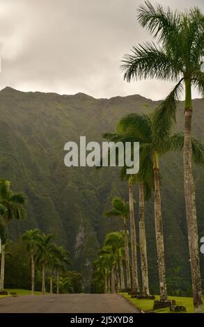 Strada d'ingresso alberata di palme al Parco e cimitero della Valle dei Templi Memorial, montagne Ko'olau sullo sfondo, sull'isola di Oahu, Hawaii, USA Foto Stock