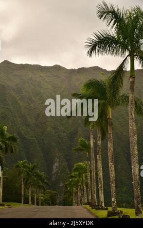 Strada d'ingresso alberata di palme al Parco e cimitero della Valle dei Templi Memorial, montagne Ko'olau sullo sfondo, sull'isola di Oahu, Hawaii, USA Foto Stock