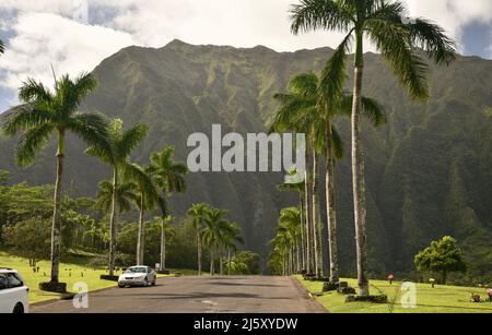 Strada d'ingresso alberata di palme al Parco e cimitero della Valle dei Templi Memorial, montagne Ko'olau sullo sfondo, sull'isola di Oahu, Hawaii, USA Foto Stock