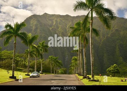 Strada d'ingresso alberata di palme al Parco e cimitero della Valle dei Templi Memorial, montagne Ko'olau sullo sfondo, sull'isola di Oahu, Hawaii, USA Foto Stock