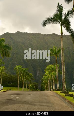 Strada d'ingresso alberata di palme al Parco e cimitero della Valle dei Templi Memorial, montagne Ko'olau sullo sfondo, sull'isola di Oahu, Hawaii, USA Foto Stock