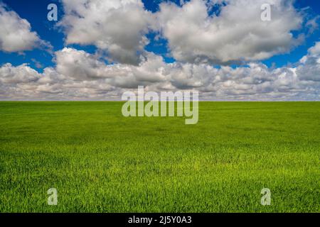 Paesaggio rurale primorile paesaggistico, Castilla-la Mancha, Spagna Foto Stock