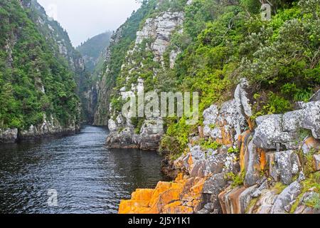 Tempeste Fiume / bocca Stormsrivier che scorre attraverso la gola nella sezione Tsitsikamma del Parco Nazionale Garden Route, Capo Orientale, Sudafrica Foto Stock