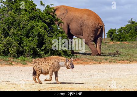 Elefante africano e Iena macchiata (Crocuta crocuta) con collare di inseguimento radio nel Parco Nazionale degli Elefanti di Addo, Gqeberha, Capo Orientale, Sudafrica Foto Stock